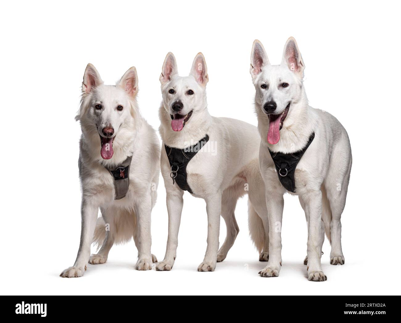 Groupe de chiens bergers suisses haletant portant un harnais, isolé sur blanc Banque D'Images