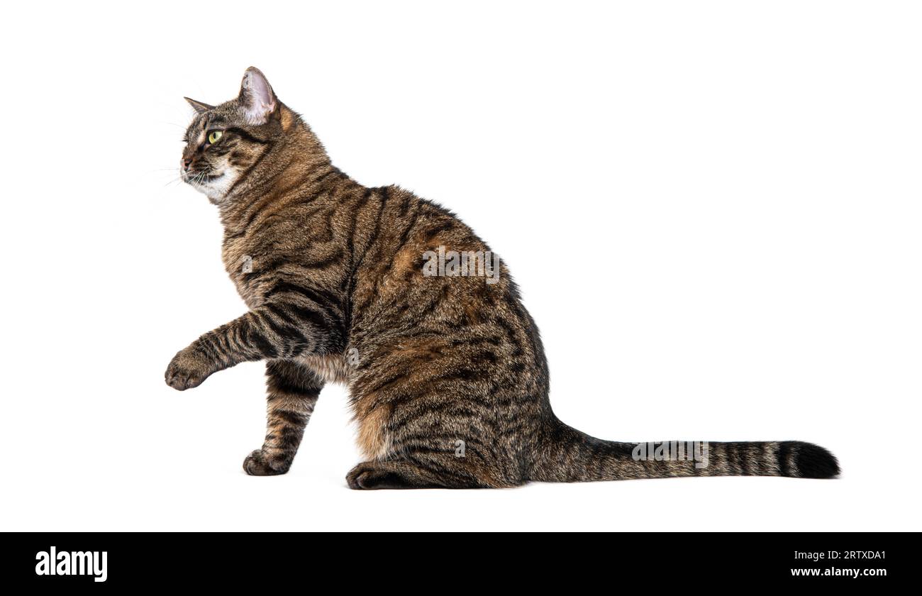 Vue de côté d'un chat tabby croisé assis sur un pion regardant loin, isolé sur blanc Banque D'Images