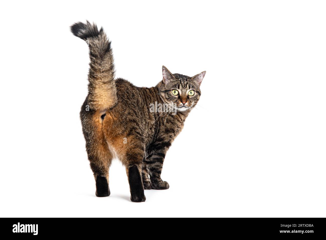 Vue arrière d'un chat croisé rayé Tabby regardant la caméra, isolé sur blanc Banque D'Images