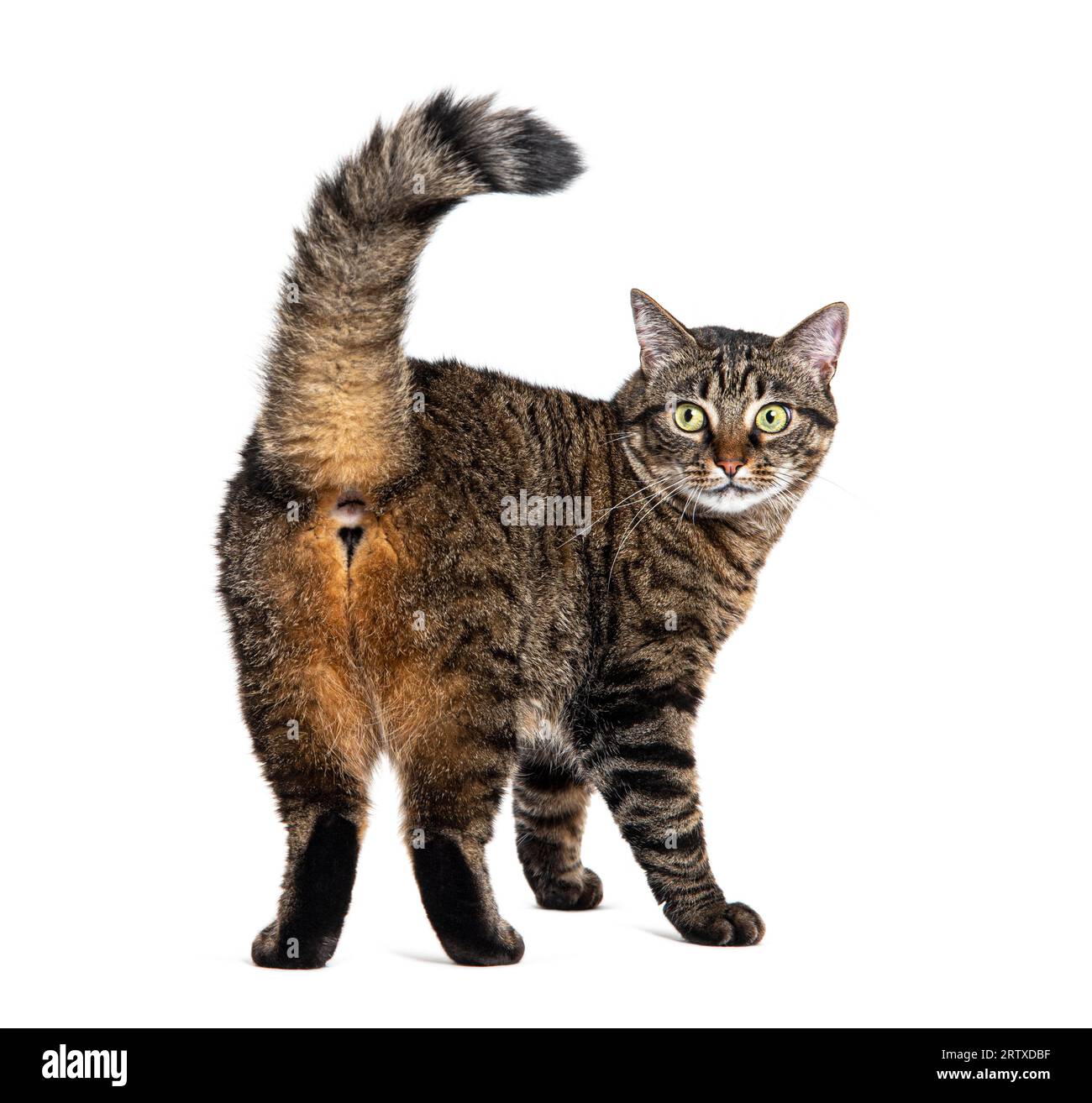 Vue arrière d'un chat croisé rayé Tabby regardant la caméra, isolé sur blanc Banque D'Images