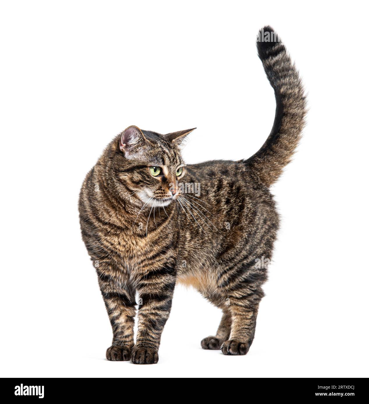 Chat tabby rayé debout regardant loin, isolé sur blanc Banque D'Images