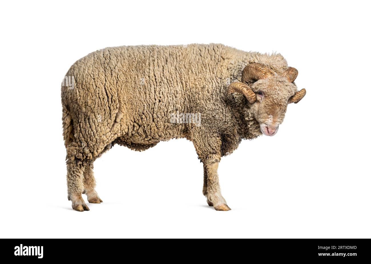 Mouton RAM Sopravissana avec de grosses cornes, isolé sur blanc Banque D'Images