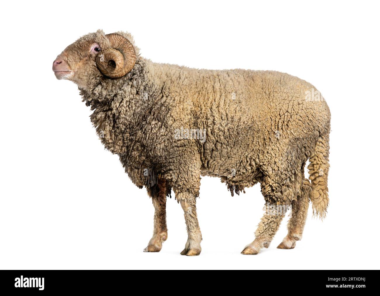 Mouton RAM Sopravissana avec de grosses cornes, isolé sur blanc Banque D'Images
