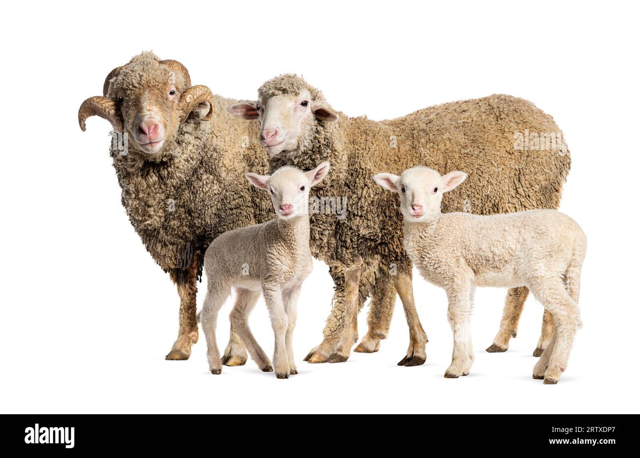 Mouton RAM et Ewe Sopravissana avec ses agneaux, isolé sur blanc Banque D'Images