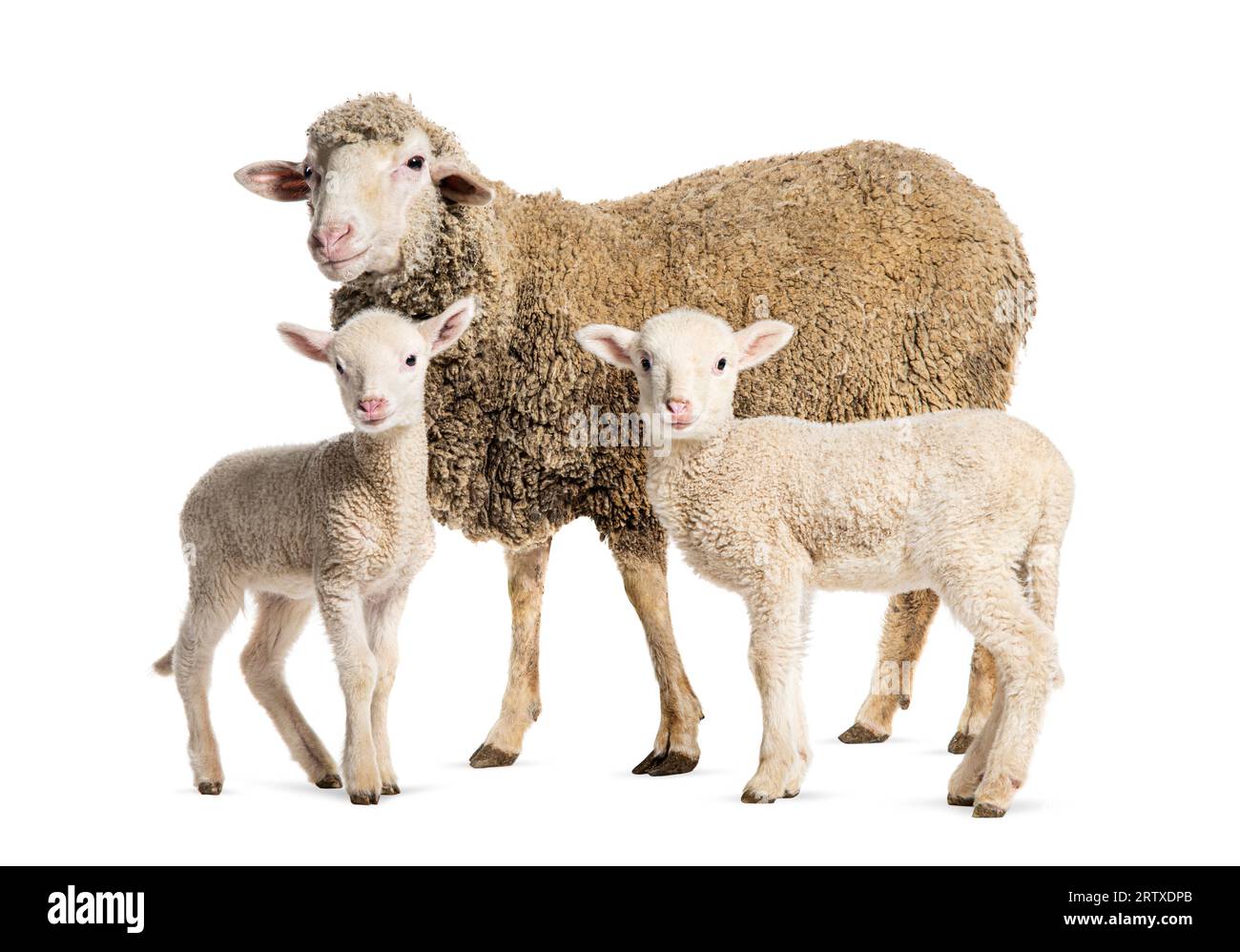 Brebis Sopravissana mouton avec ses agneaux, isolé sur blanc Banque D'Images