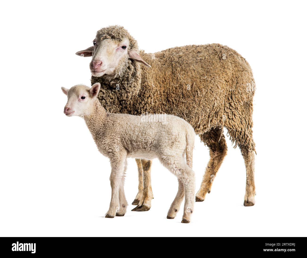 Brebis Sopravissana mouton avec son agneau, isolé sur blanc Banque D'Images
