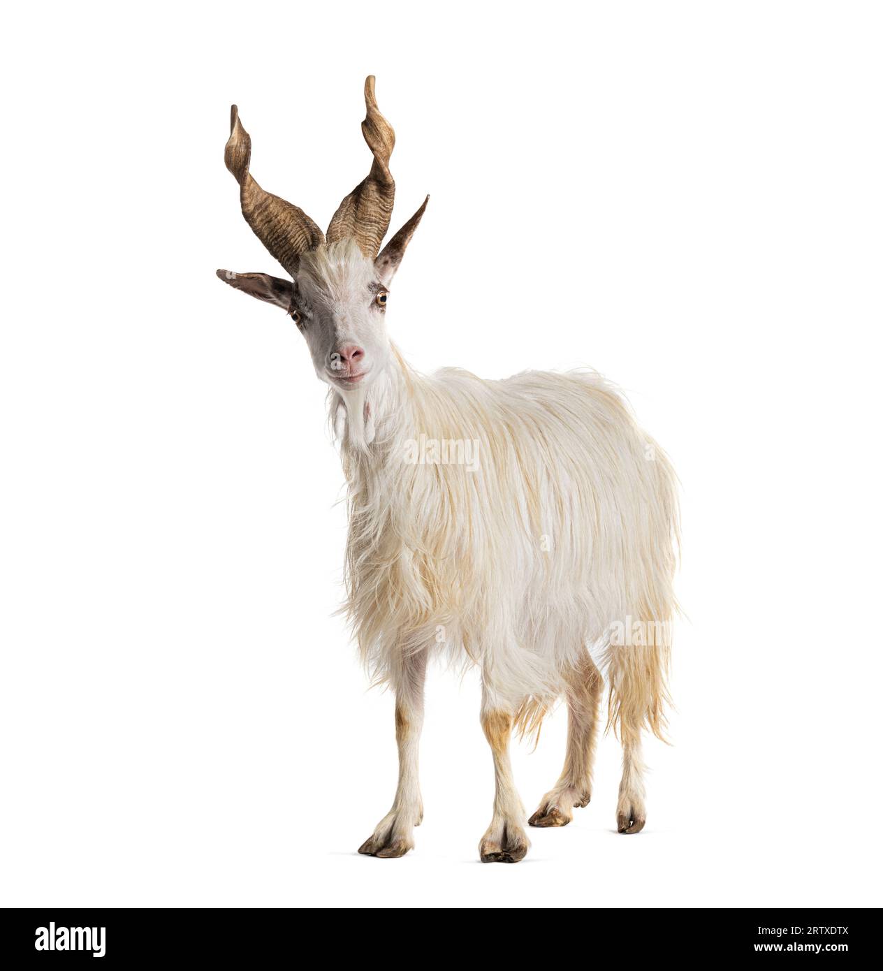 Mâle, femelle et chevreau Girgentana chèvre, race sicilienne, isolé sur blanc Banque D'Images