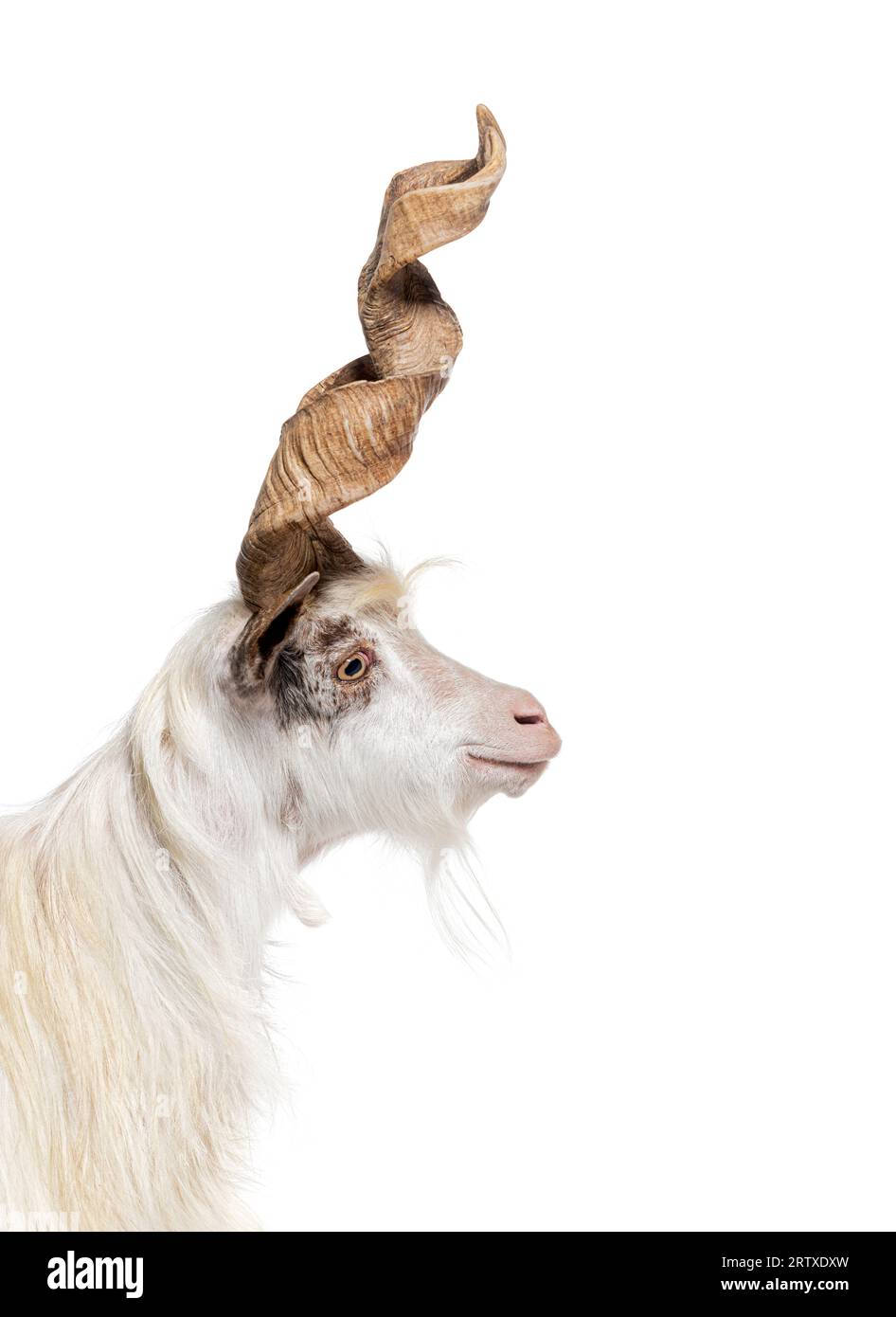Plan de tête d'une chèvre Girgentana mâle avec une grande et haute cornes spirales, race sicilienne, isolée sur blanc Banque D'Images