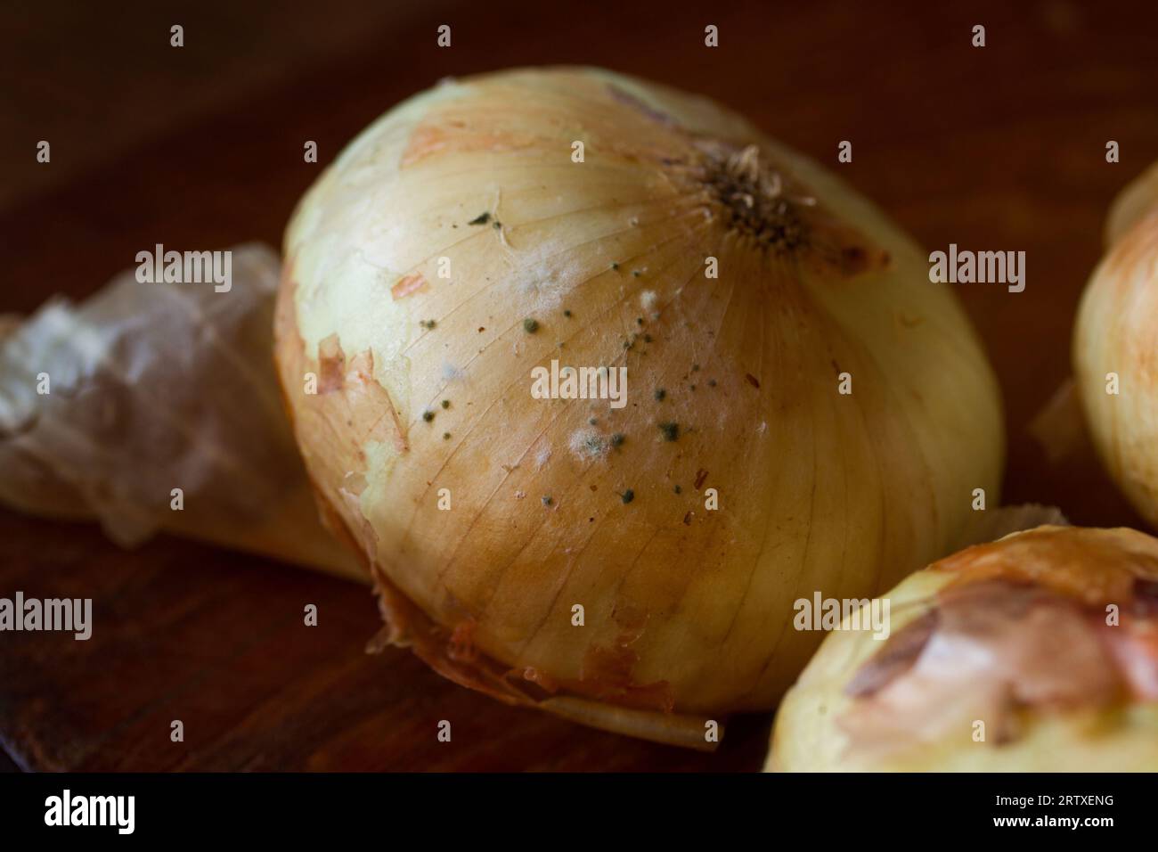 Photographie d'oignons blancs dans un état de décomposition avec des champignons. Concept alimentaire. Banque D'Images