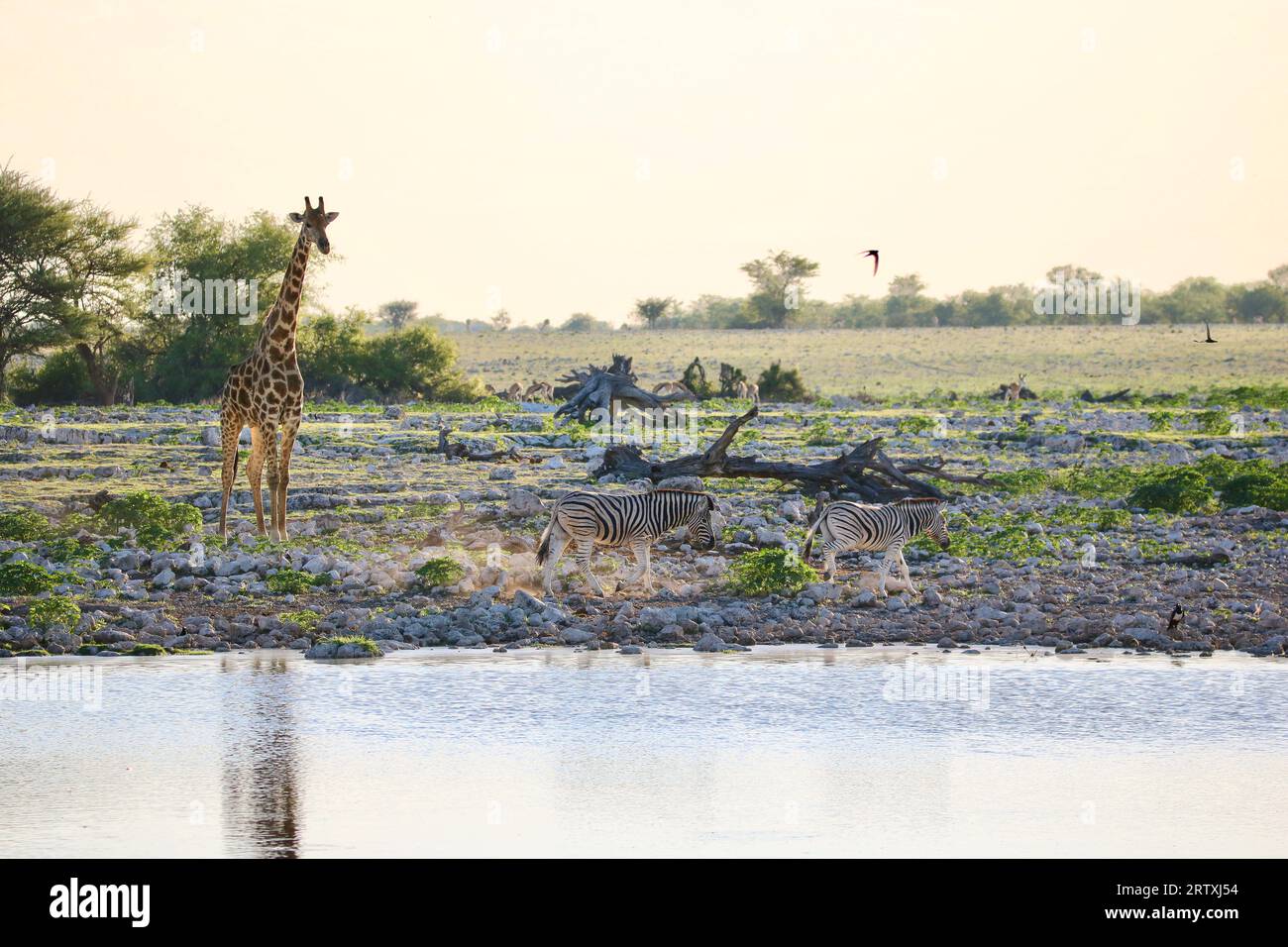 Girafe et zèbre au trou d'eau Okaukuejo au coucher du soleil, Parc National d'Etosha, Namibie Banque D'Images