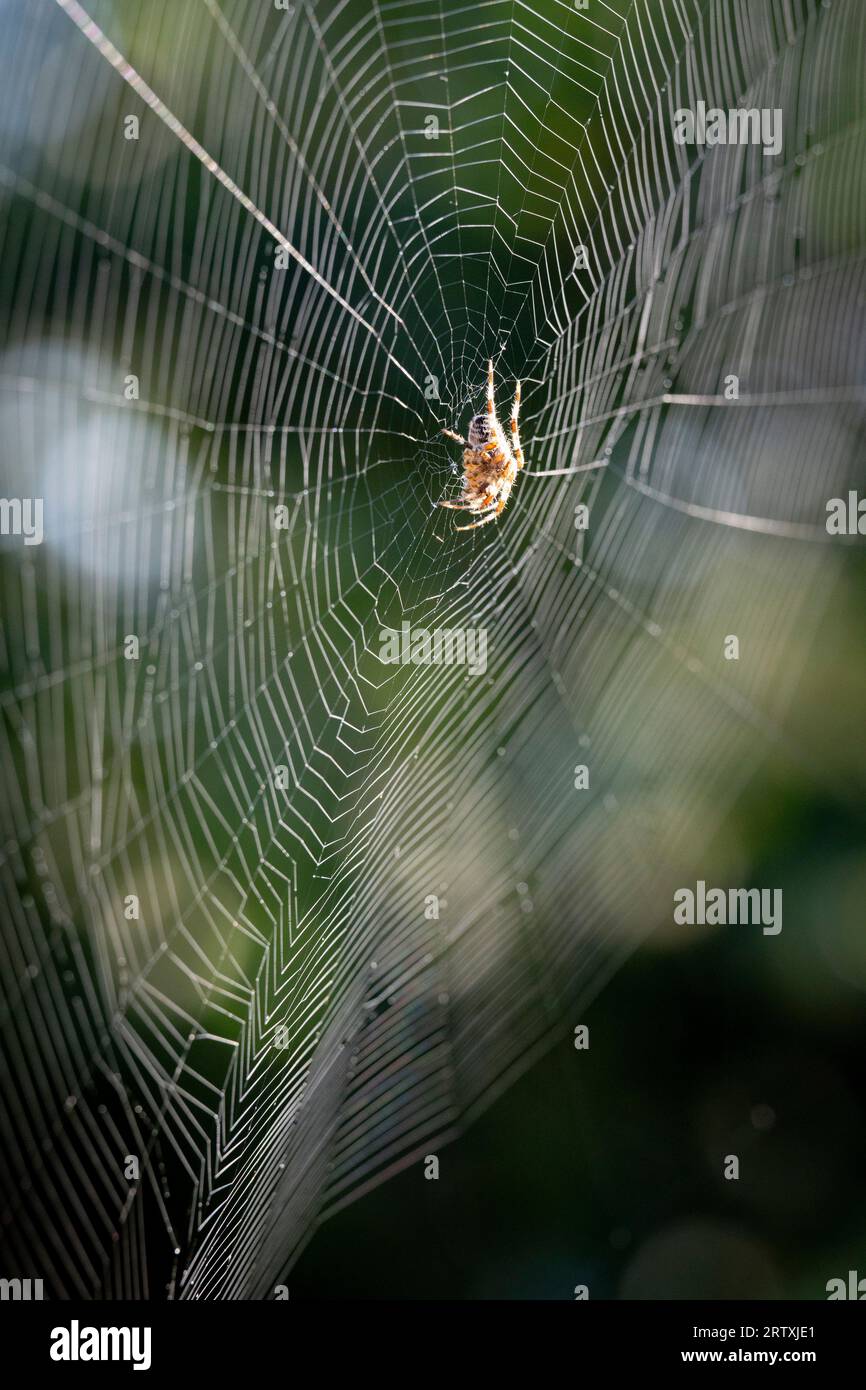 Garden spider on circular web Banque de photographies et d’images à — free download