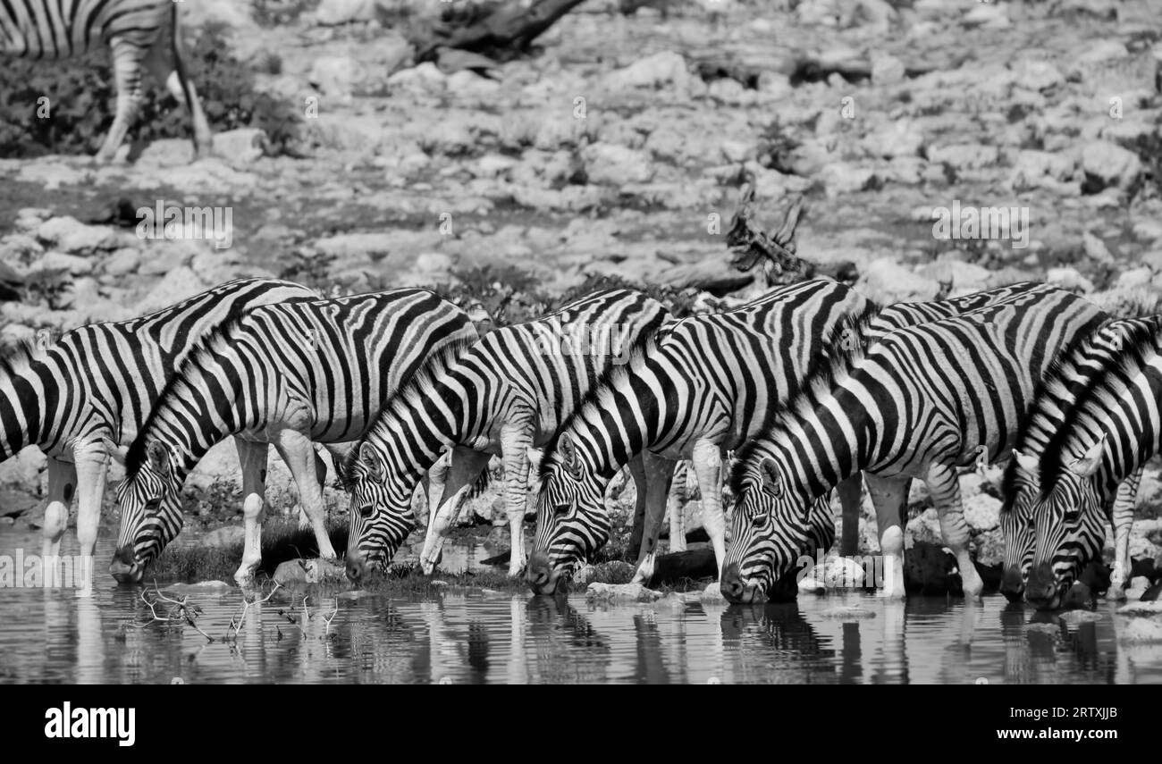 Zebra s'est réuni au trou d'eau Okaukuejo pour boire de l'eau, parc national d'Etosha, Namibie Banque D'Images