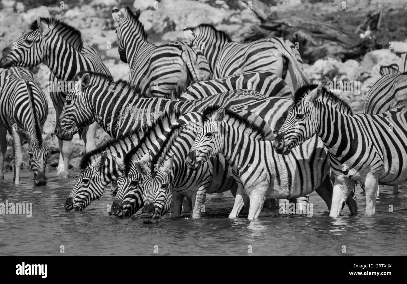 Zebra s'est réuni au trou d'eau Okaukuejo pour boire de l'eau, parc national d'Etosha, Namibie Banque D'Images