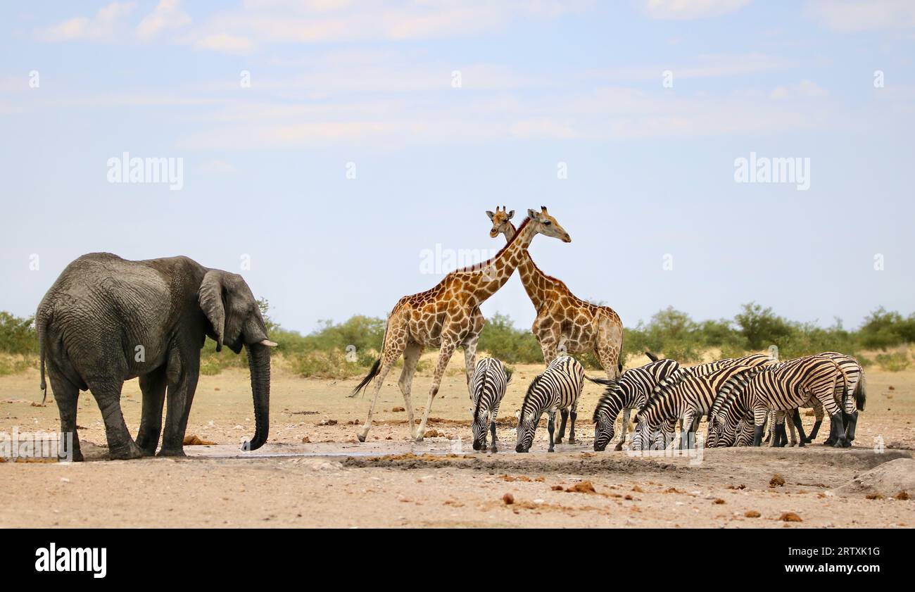 Scène animalière au point d'eau, parc national d'Etosha, Namibie Banque D'Images