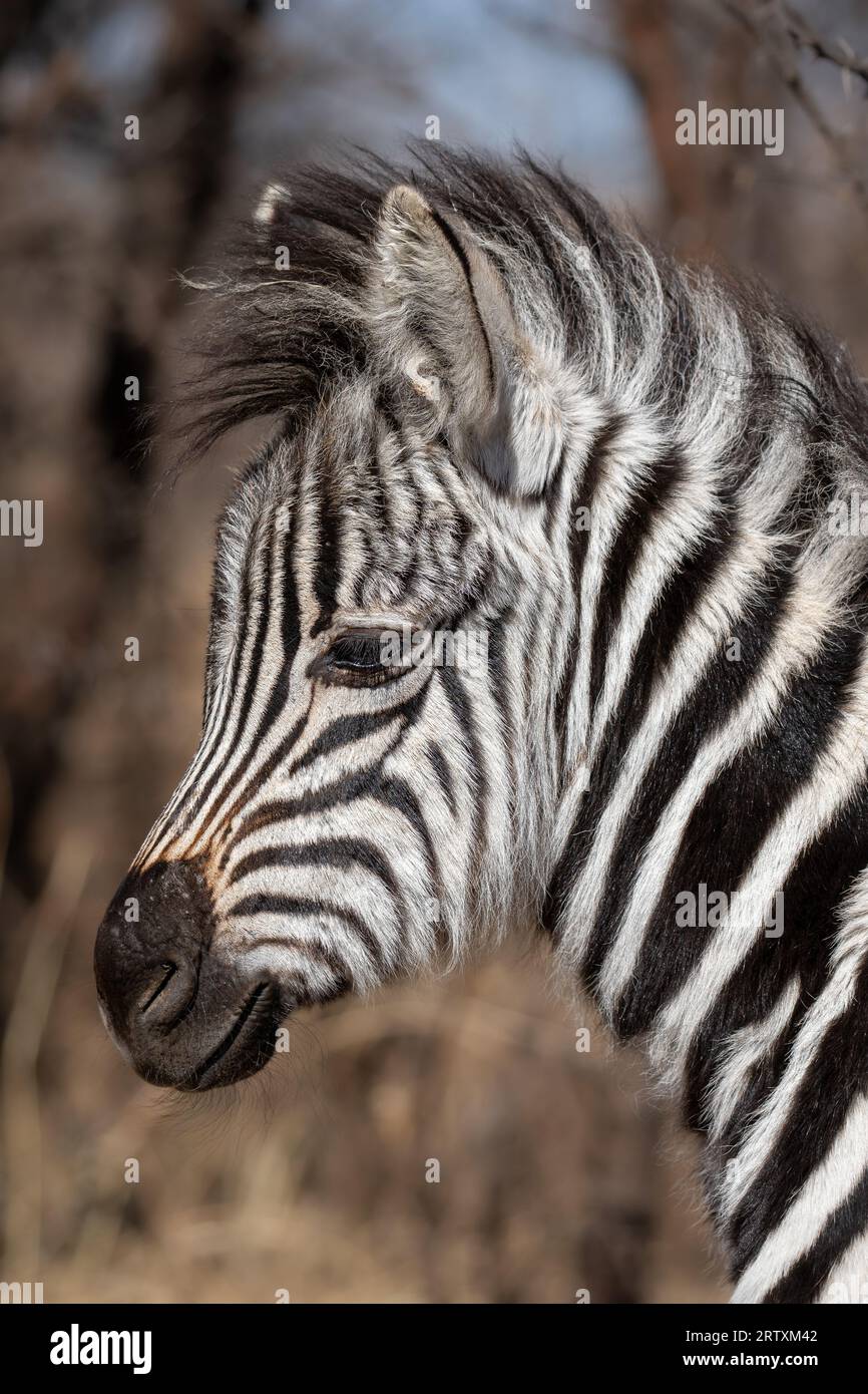 Profil de poulain zèbre, parc national Kruger, Afrique du Sud Banque D'Images