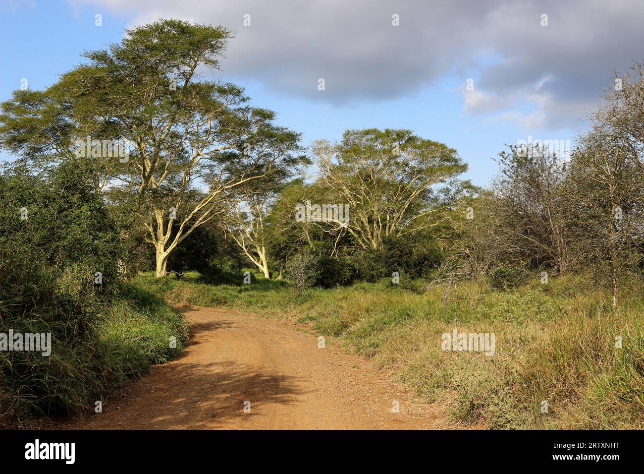 Arbres à fièvre (Vachellia xanthophloea), réserve de gibier Mkhuze ou Mkuze, Zululand, KwaZulu-Natal, Afrique du Sud Banque D'Images