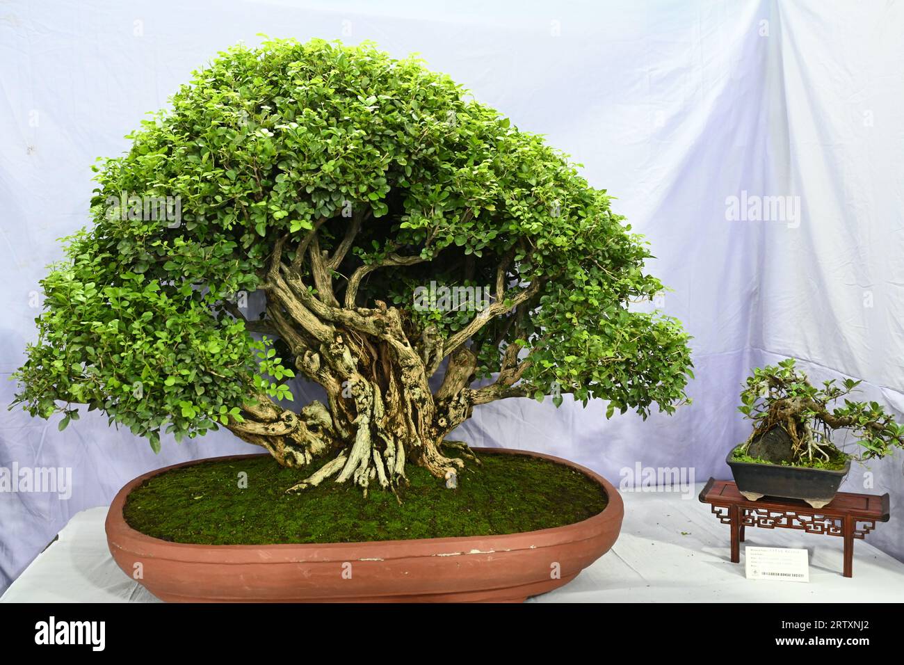 Arbre de bansai Banque de photographies et d’images à haute résolution ...