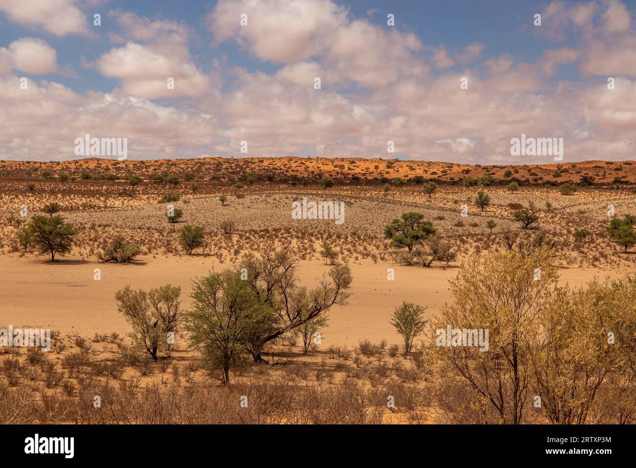 Paysage du Kalahari, parc transfrontalier de Kgalagadi, Afrique du Sud Banque D'Images