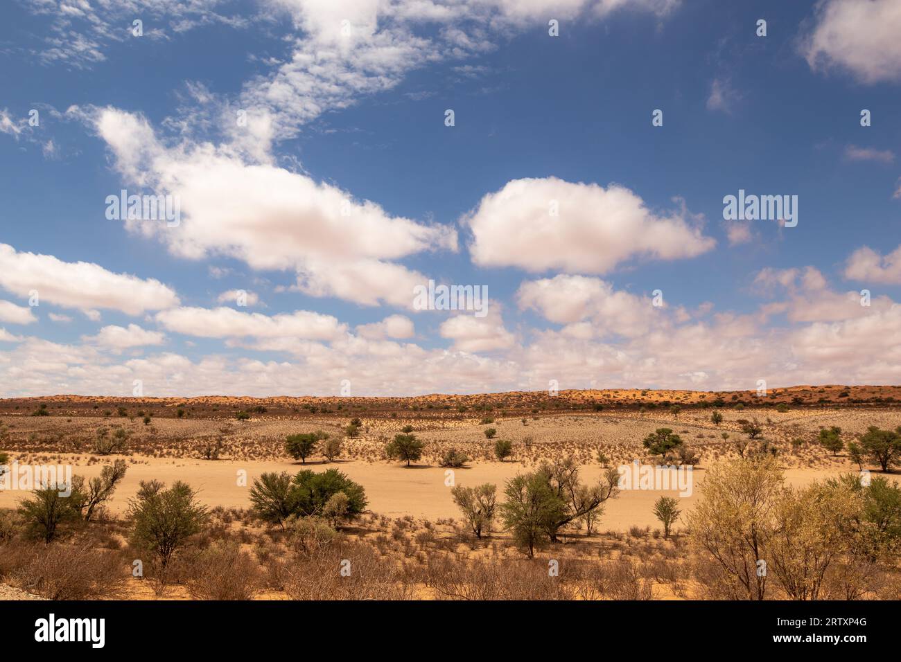 Paysage du Kalahari, parc transfrontalier de Kgalagadi, Afrique du Sud Banque D'Images