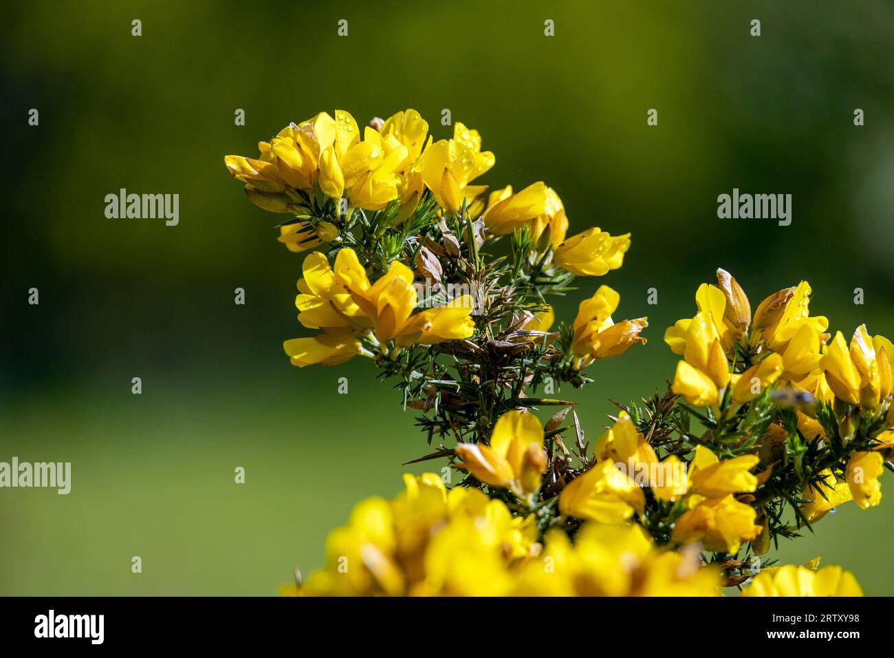 Gorse commune jaune en fleur. Ulex europaeus Banque D'Images