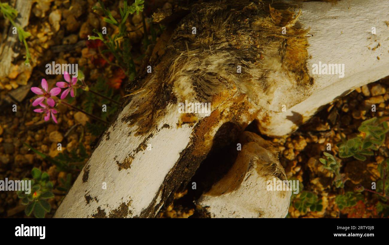 Étude de la nature morte en os longs de cheval sauvage avec femora et métapodiaux avec muscle attaché, orné de fleurs du désert printanier. Banque D'Images Étude de la nature morte en os longs de cheval sauvage avec femora et métapodiaux avec muscle attaché, orné de fleurs du désert printanier. Banque D'Images