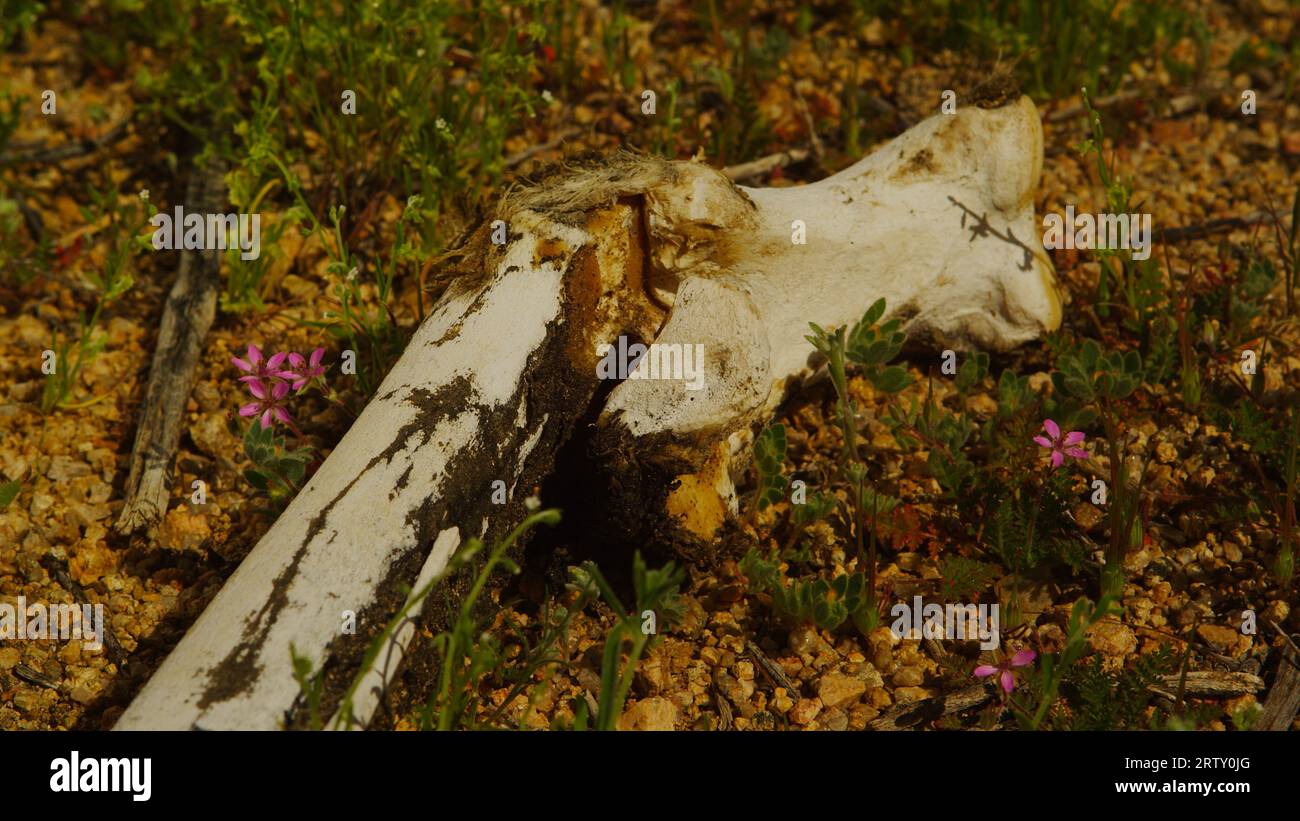 Nature morte en os long de cheval sauvage avec muscle attaché et ornée de fleurs du désert de printemps. Banque D'Images Nature morte en os long de cheval sauvage avec muscle attaché et ornée de fleurs du désert de printemps. Banque D'Images