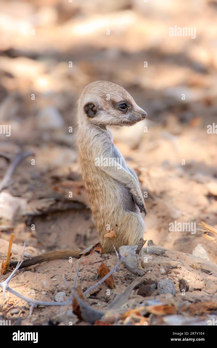 Jeune suricate ou suricate, Kgalagadi, Kalahari, Afrique du Sud Banque D'Images