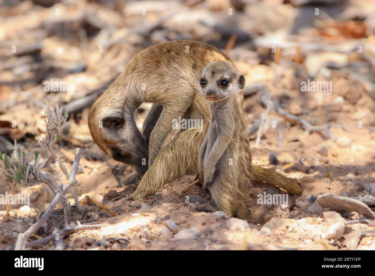 Meerkat adulte ou suricate avec un jeune, Kgalagadi, Kalahari, Afrique du Sud Banque D'Images