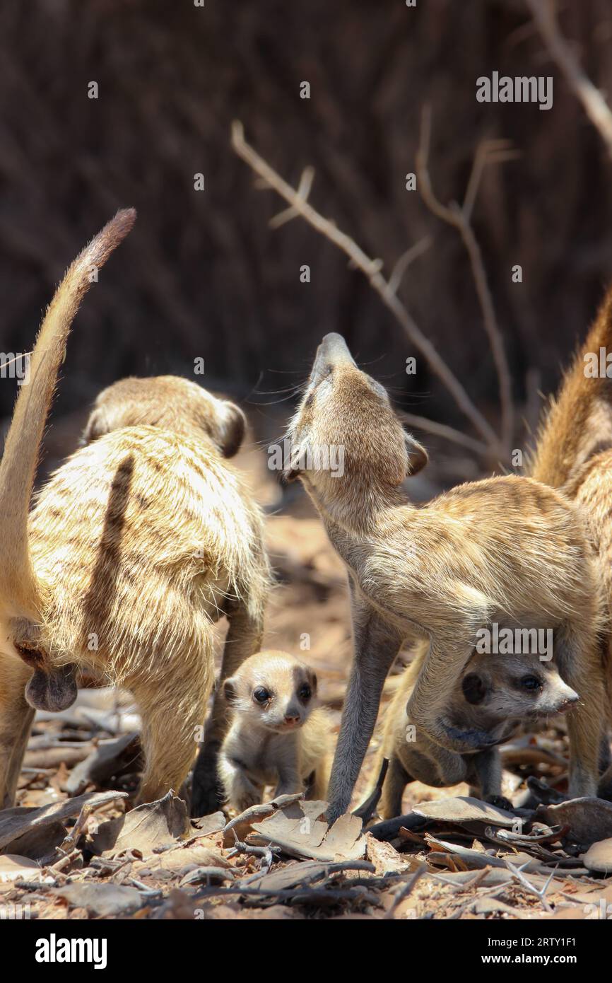 Meerkat adulte ou suricate avec un jeune, Kgalagadi, Kalahari, Afrique du Sud Banque D'Images