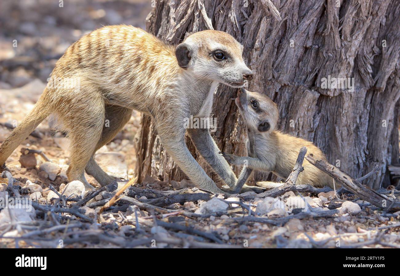 Meerkat adulte ou suricate avec un jeune, Kgalagadi, Kalahari, Afrique du Sud Banque D'Images