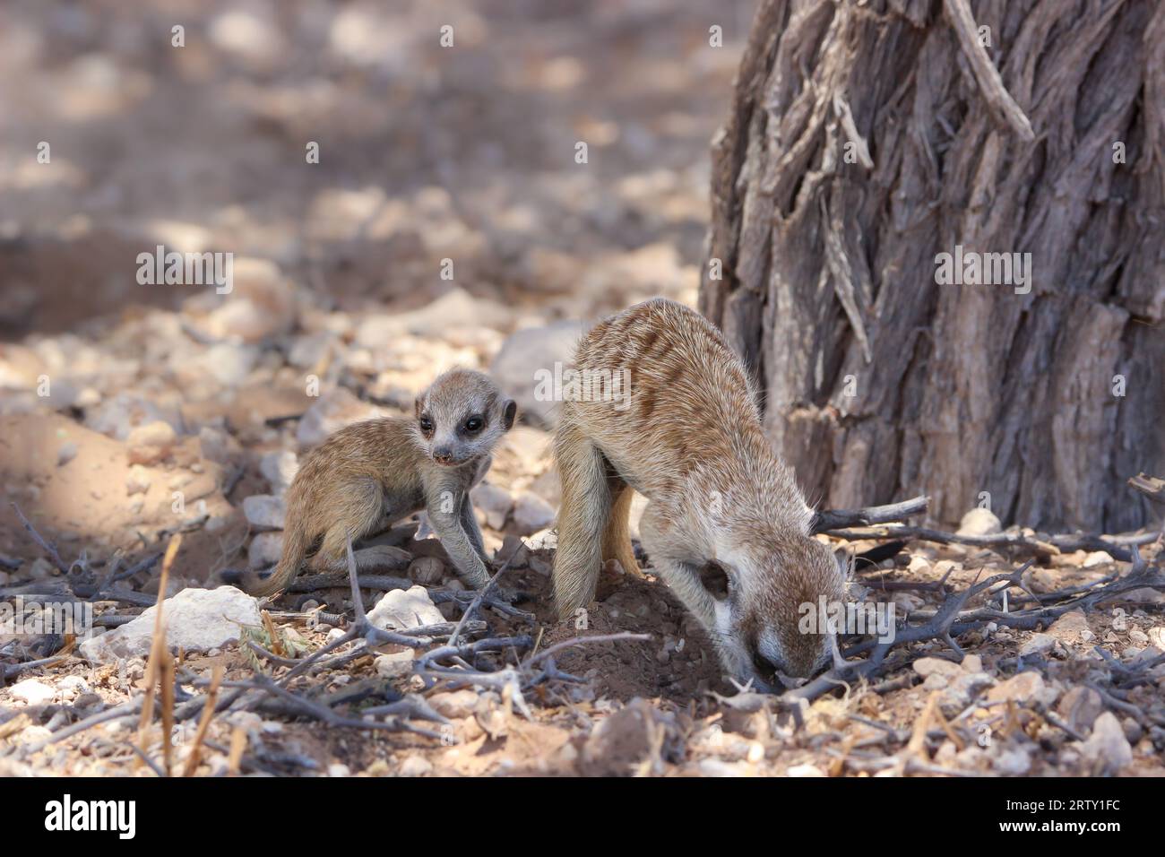 Meerkat adulte ou suricate avec un jeune, Kgalagadi, Kalahari, Afrique du Sud Banque D'Images