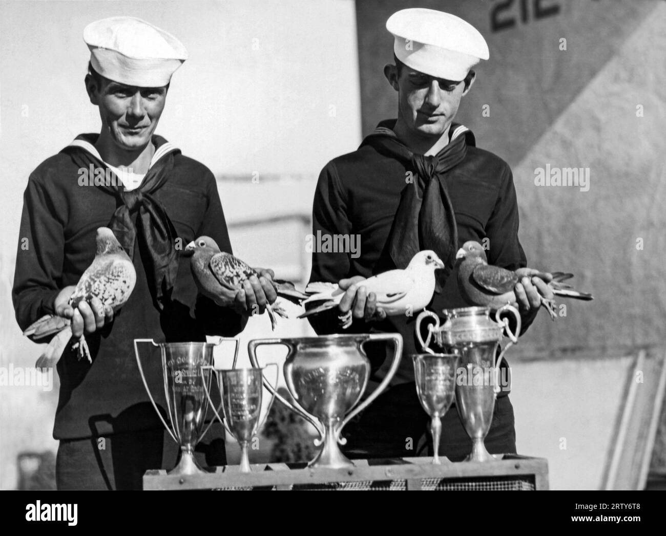 San Diego, Californie 1928 ces quatre pigeons voyageurs sont les ths champions de l'US Navy. Ils ont respectivement remporté, l-r, le 255 mile, le 300 mile, le 100 mile et la course San Francisco à San Diego, et le dernier à droite, le pigeon le plus rapide de la Navy, vainqueur de la course du 400 mile. Banque D'Images