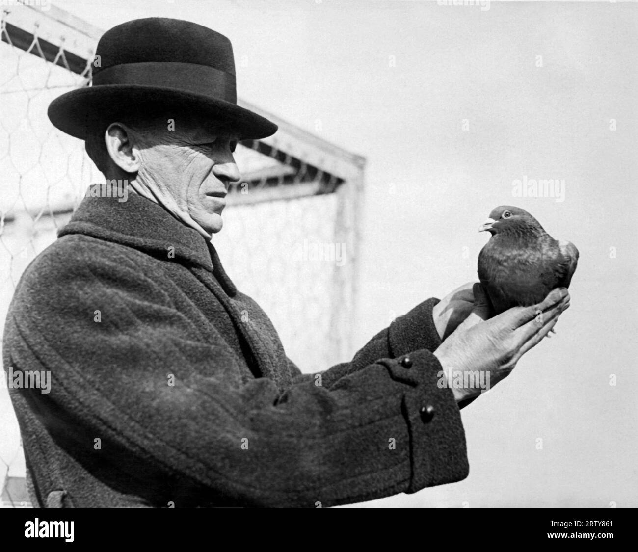 Brooklyn, New York février, 1922 août Hill, avec un pigeon voyageur qui a volé dans les cages à pigeons de Hill Piano Factory avec une note qui disait : «Help-Stranded on Island 23º 47º». Hill croit que c'est de son fils qui a disparu en novembre alors qu'il chassait des canards dans la baie de Jamaica. Banque D'Images Brooklyn, New York février, 1922 août Hill, avec un pigeon voyageur qui a volé dans les cages à pigeons de Hill Piano Factory avec une note qui disait : «Help-Stranded on Island 23º 47º». Hill croit que c'est de son fils qui a disparu en novembre alors qu'il chassait des canards dans la baie de Jamaica. Banque D'Images