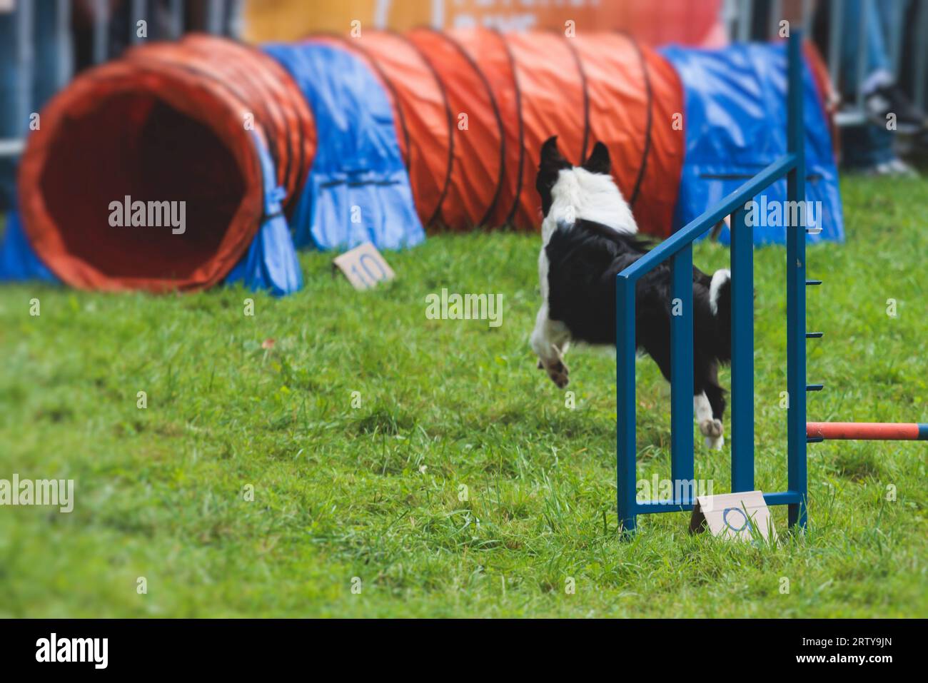 Chien courant sur un terrain d'herbe verte, en passant à travers des obstacles, tube, clôture et poteaux pendant la compétition de slalom d'agilité, chien animal de compagnie course course cours de formation Banque D'Images