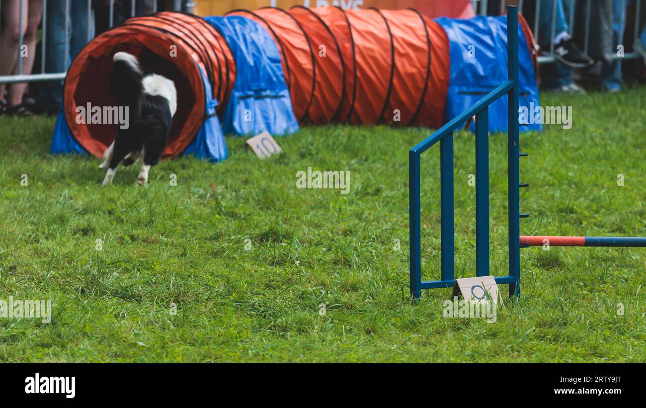 Chien courant sur un terrain d'herbe verte, en passant à travers des obstacles, tube, clôture et poteaux pendant la compétition de slalom d'agilité, chien animal de compagnie course course cours de formation Banque D'Images
