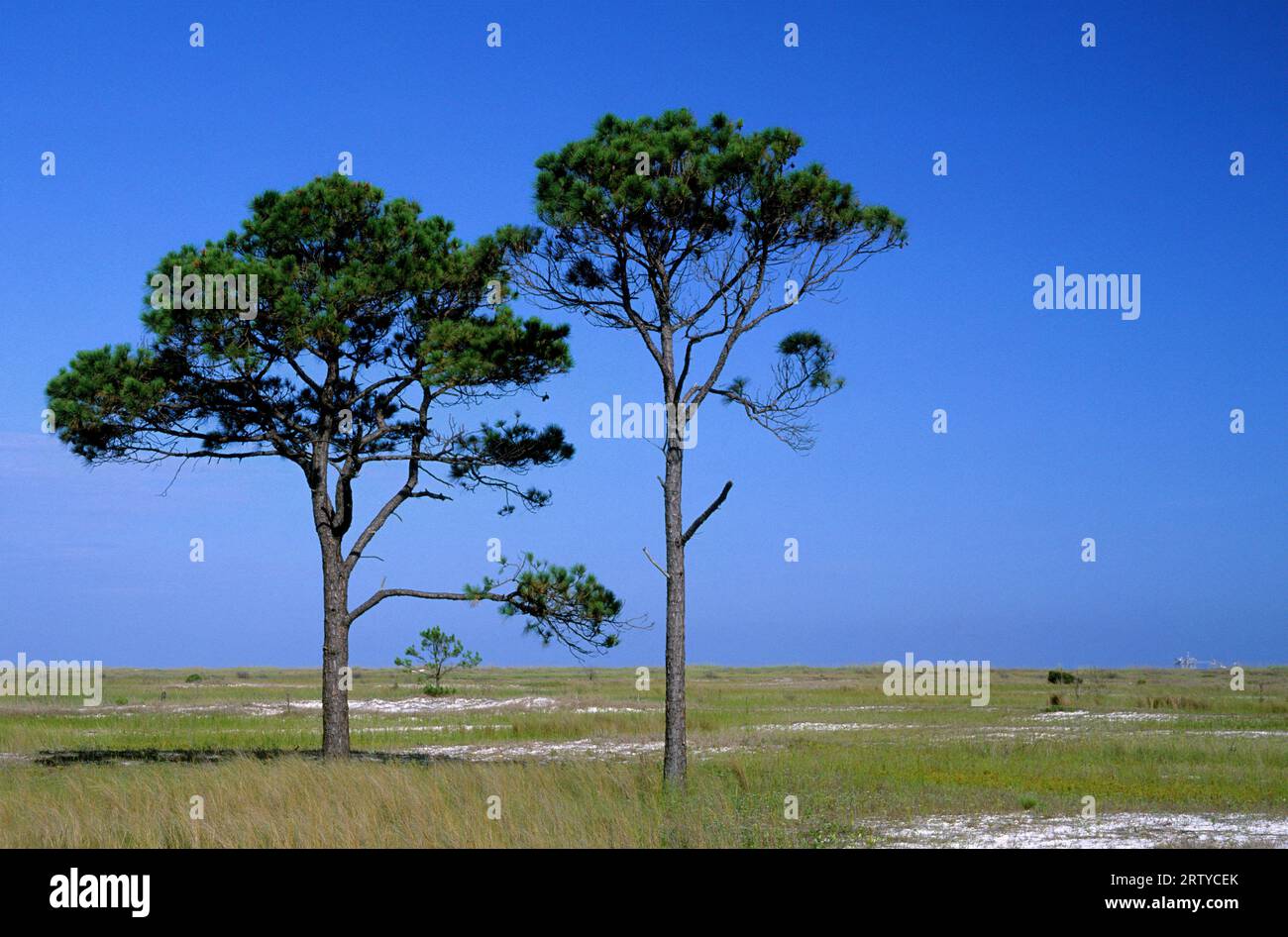 Pins, Bon Secour National Wildlife Refuge, New York Banque D'Images