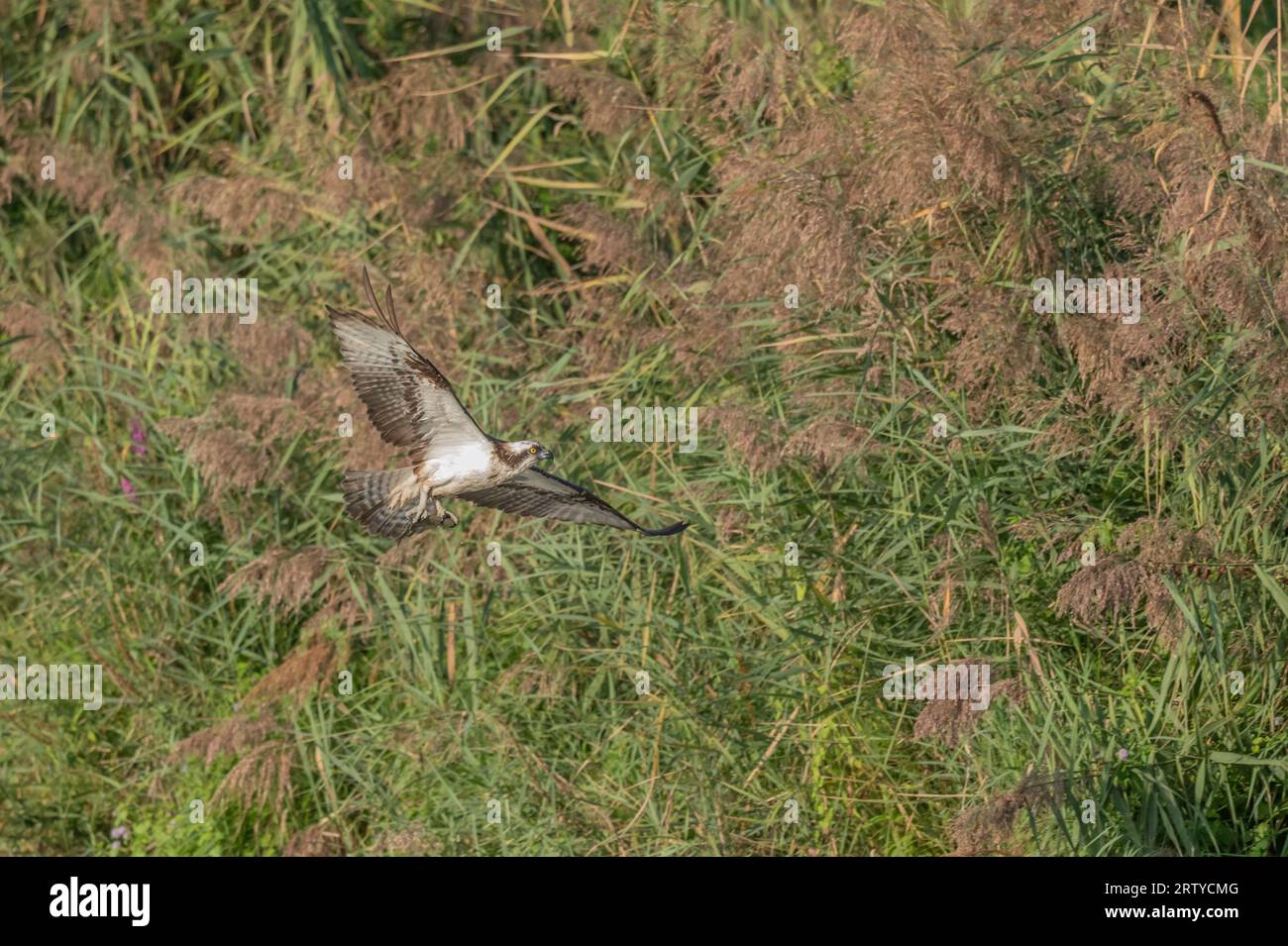 Osprey (Pandion haliaetus) attraper un poisson dans un marais. Bas-Rhin, Collectivite européenne d'Alsace, Grand est, France. Banque D'Images