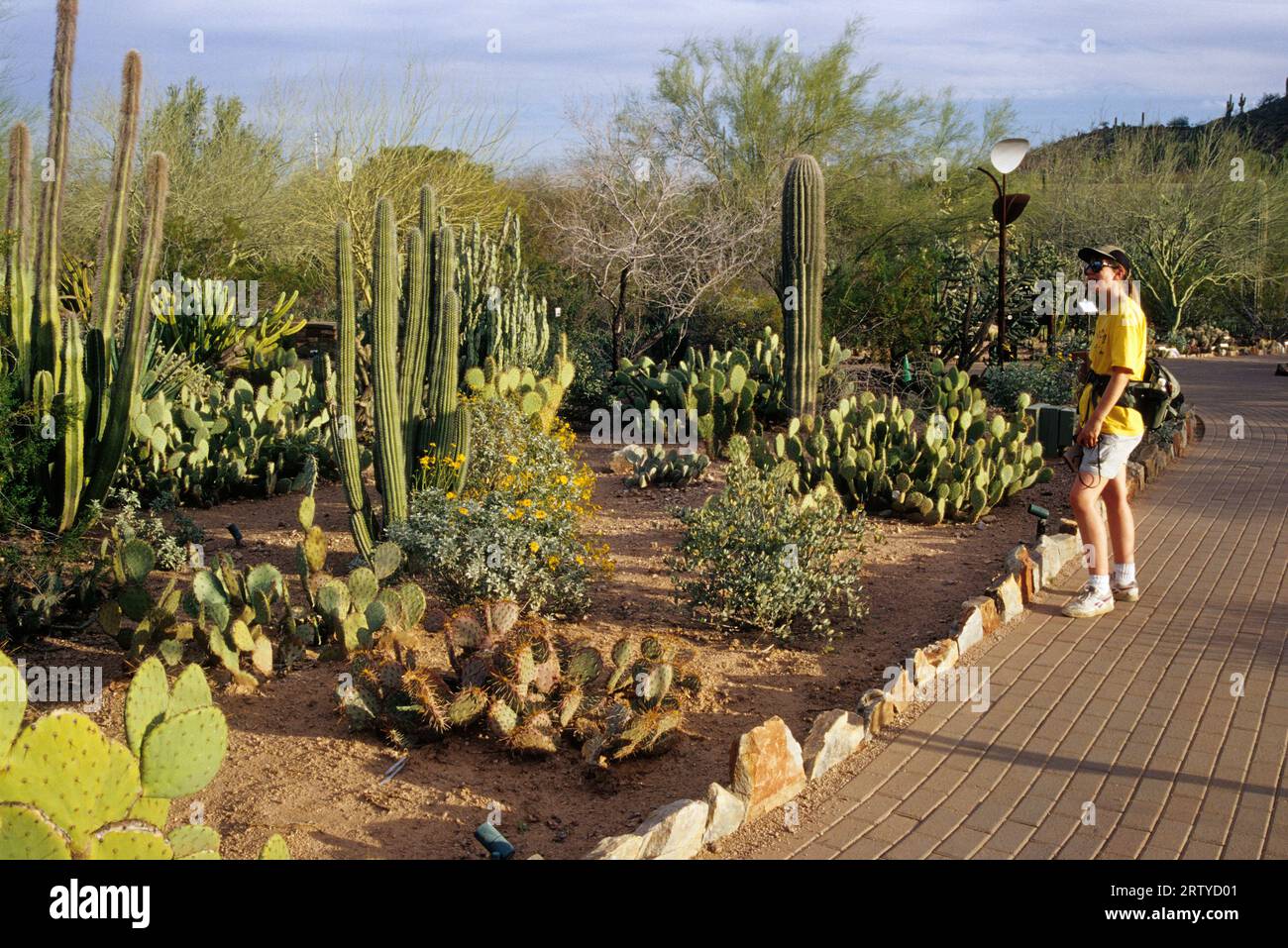 Cactus Garden, Desert Botanical Garden, Papago Park, Phoenix, Arizona Banque D'Images