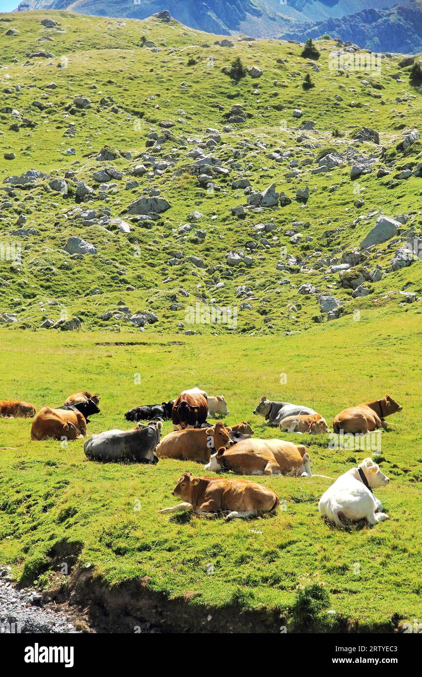 Un troupeau de vaches sur une prairie alpine de montagne sur un fond d'herbe verte et de rochers. Alpes suisses. Banque D'Images