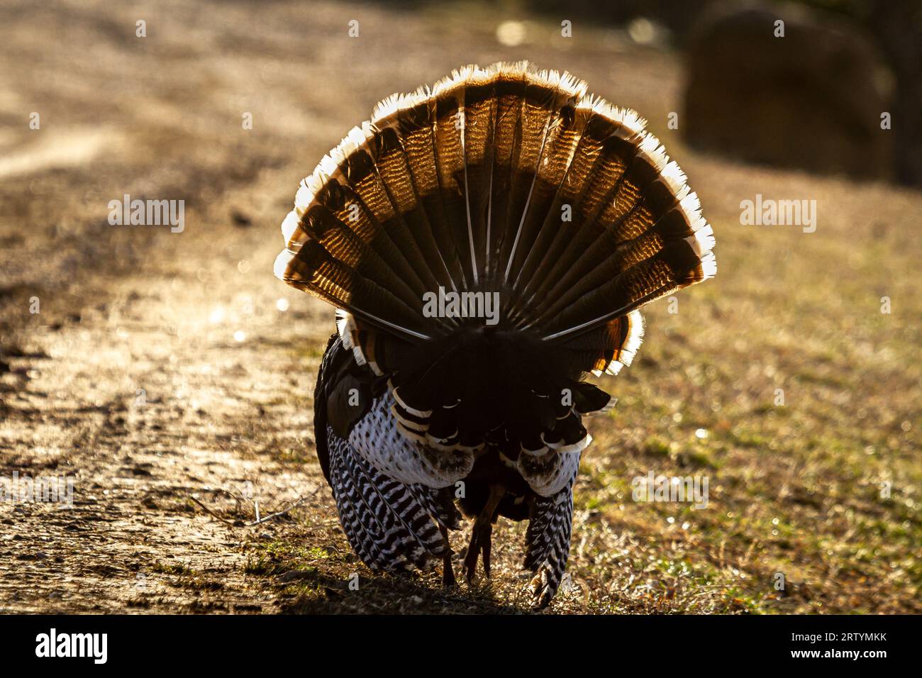 Tom Turkey se strengouffrant et montrant sa queue de fan Banque D'Images