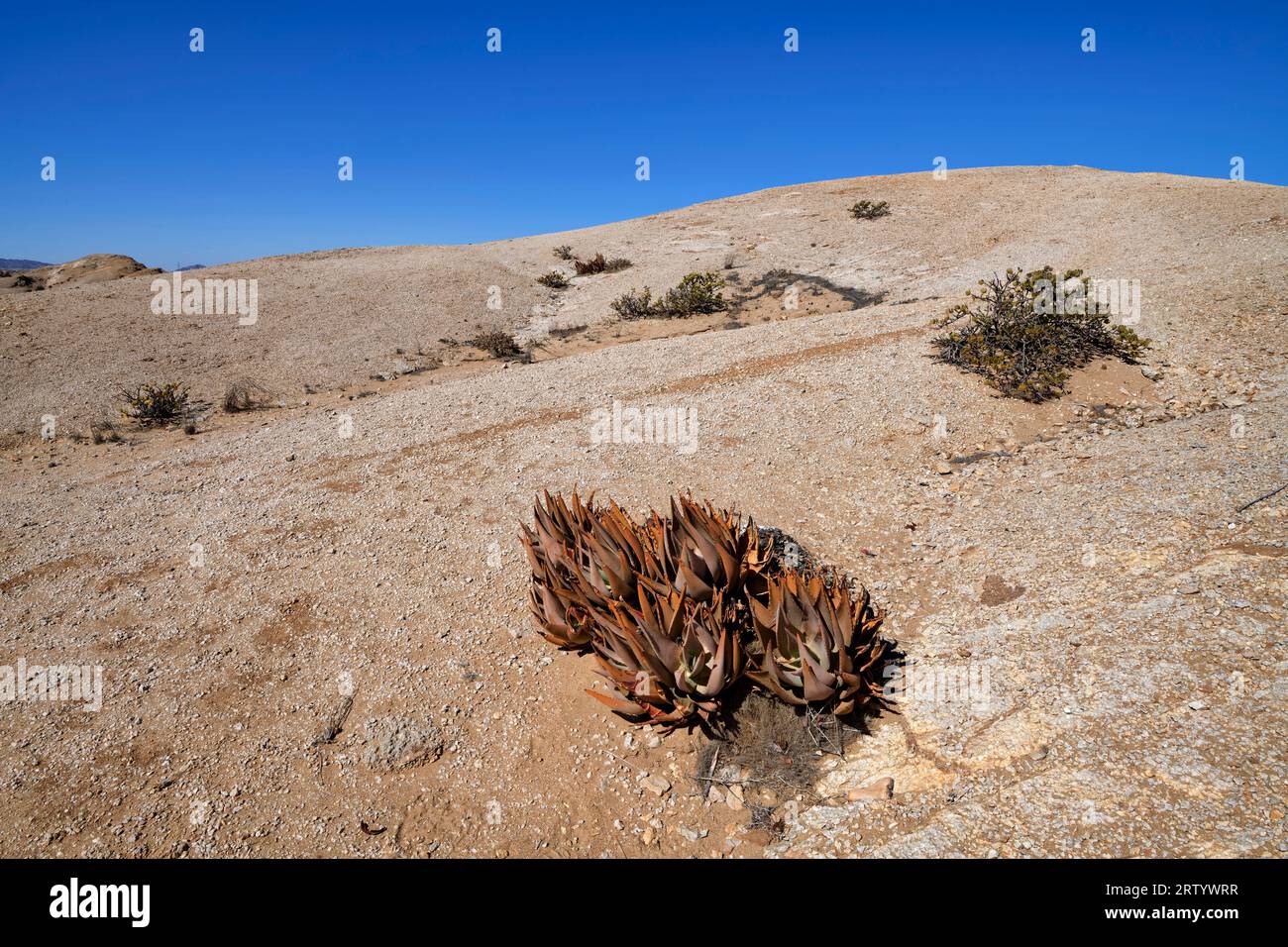Namib : aloès (Aloe hereroensis) dans le désert de gravier à l'est de Swakopmund, région d'Erongo, Namibie Banque D'Images
