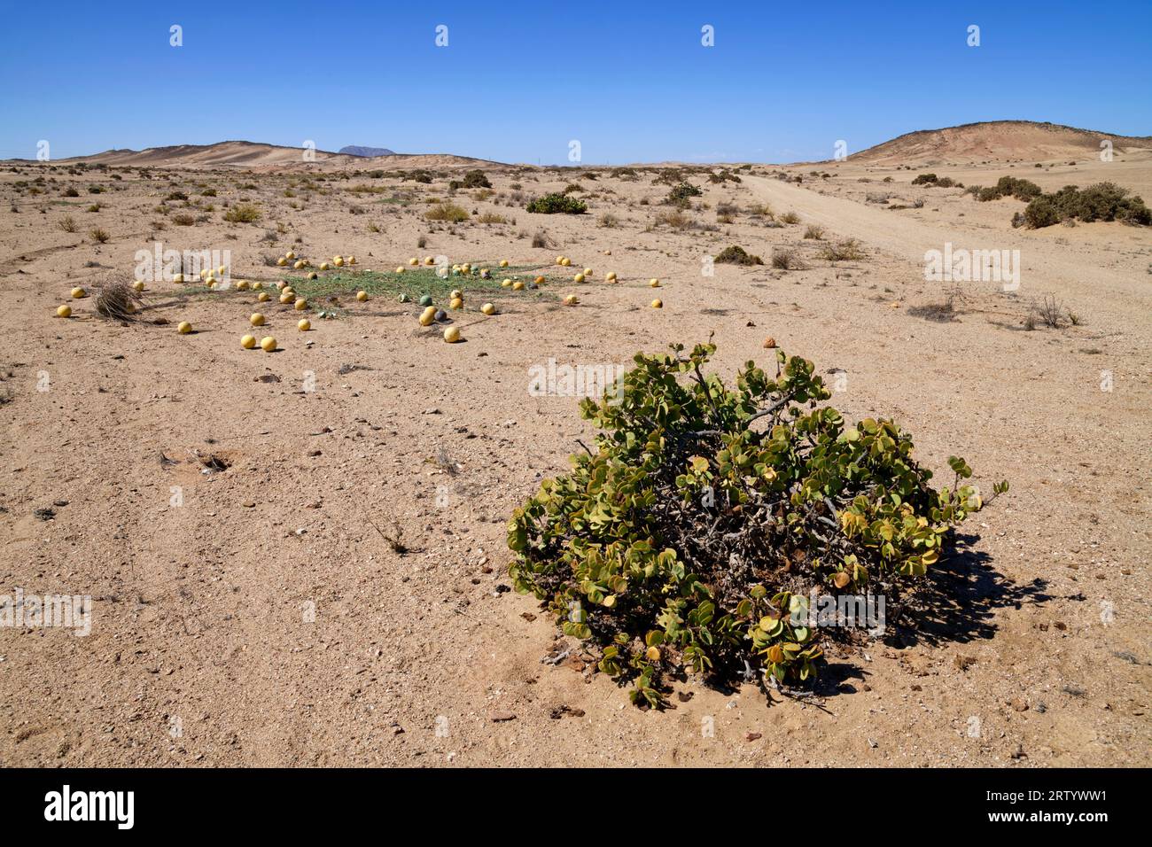 Namib : buisson du dollar (Tetraena stapfii) dans le désert du Namib à l'est de Swakopmund, en arrière-plan de melons sauvages (melons Tsamma, Citrullus ecirrrhosus), Namibie Banque D'Images
