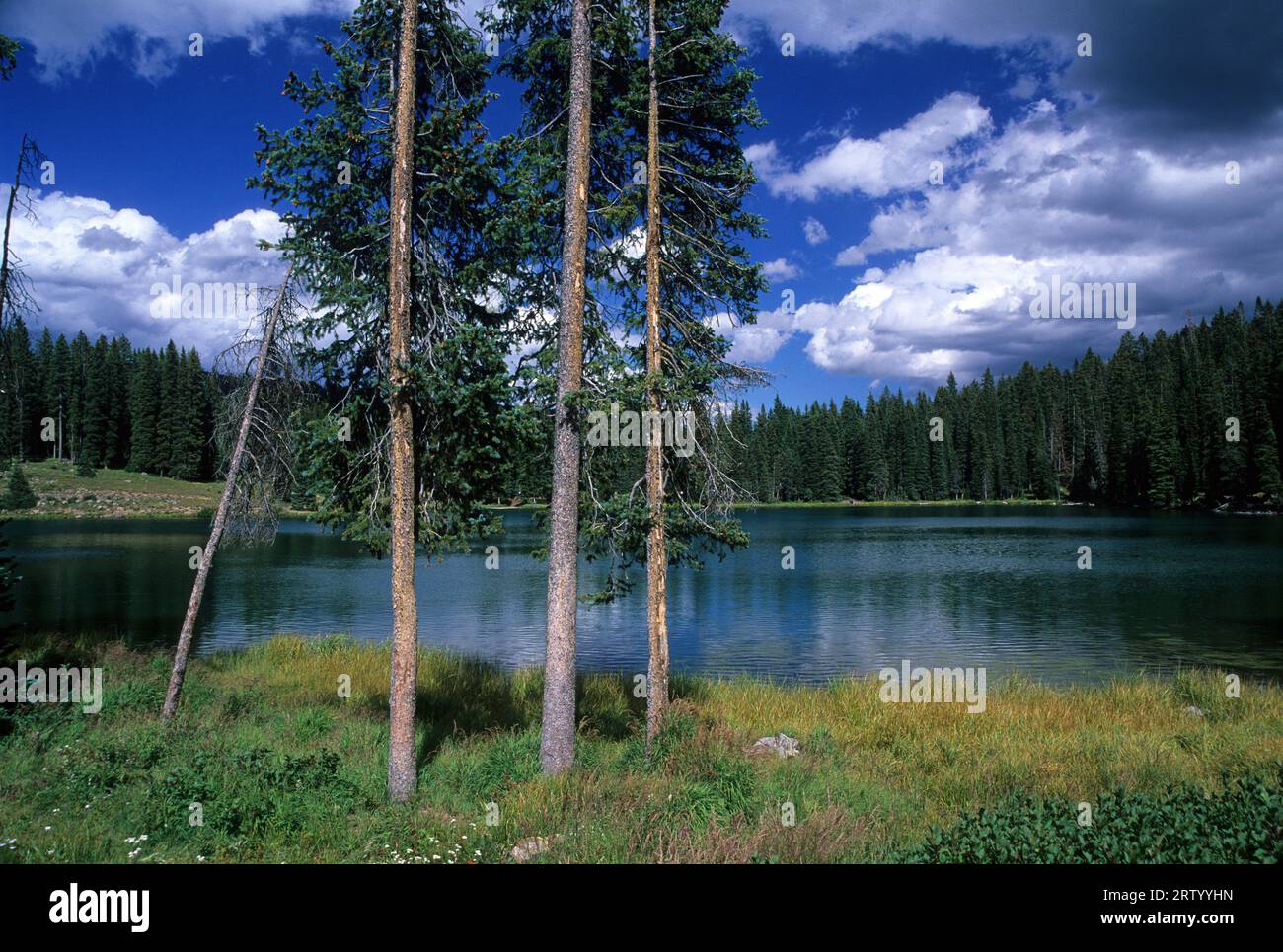 Corbett Lake, Grand Mesa National Forest, Grand Mesa National Scenic Byway, Colorado Banque D'Images