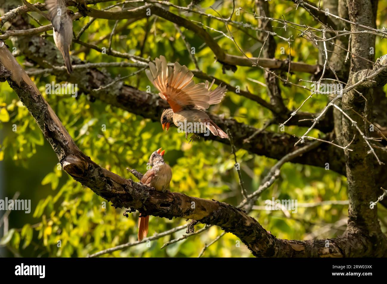 Les oiseaux en mue - cardinal nord (Cardinalis cardinalis). Rivalité et duels des cardinaux Banque D'Images