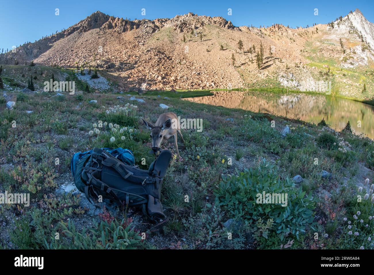 Un cerf à queue noire mâche un sac à dos dans le paysage pittoresque de la nature sauvage des Trinity alps en Californie du Nord. Banque D'Images