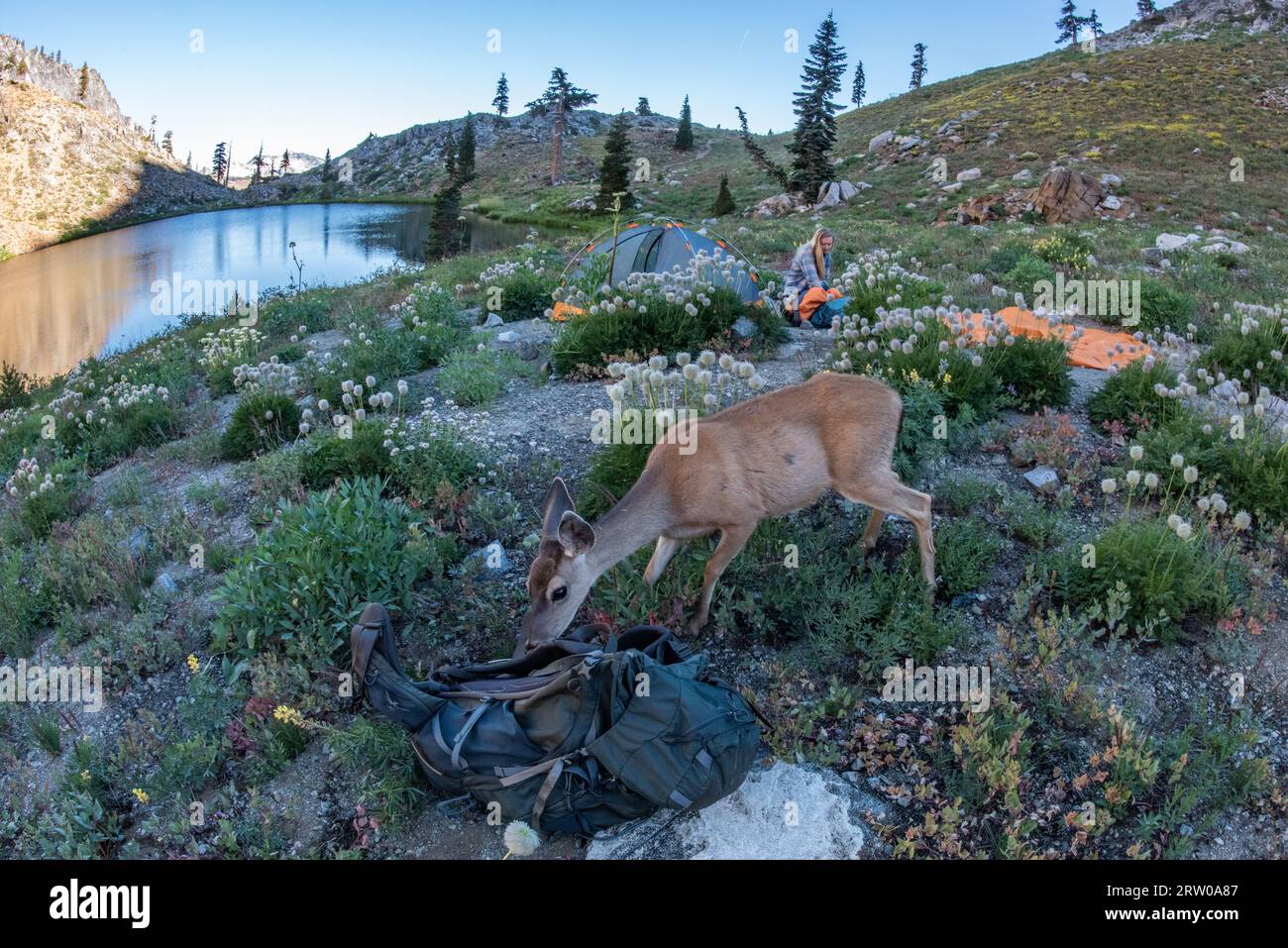 Un cerf à queue noire fait un RAID dans un camping tôt le matin dans la magnifique nature sauvage des Trinity alps en Californie. Banque D'Images