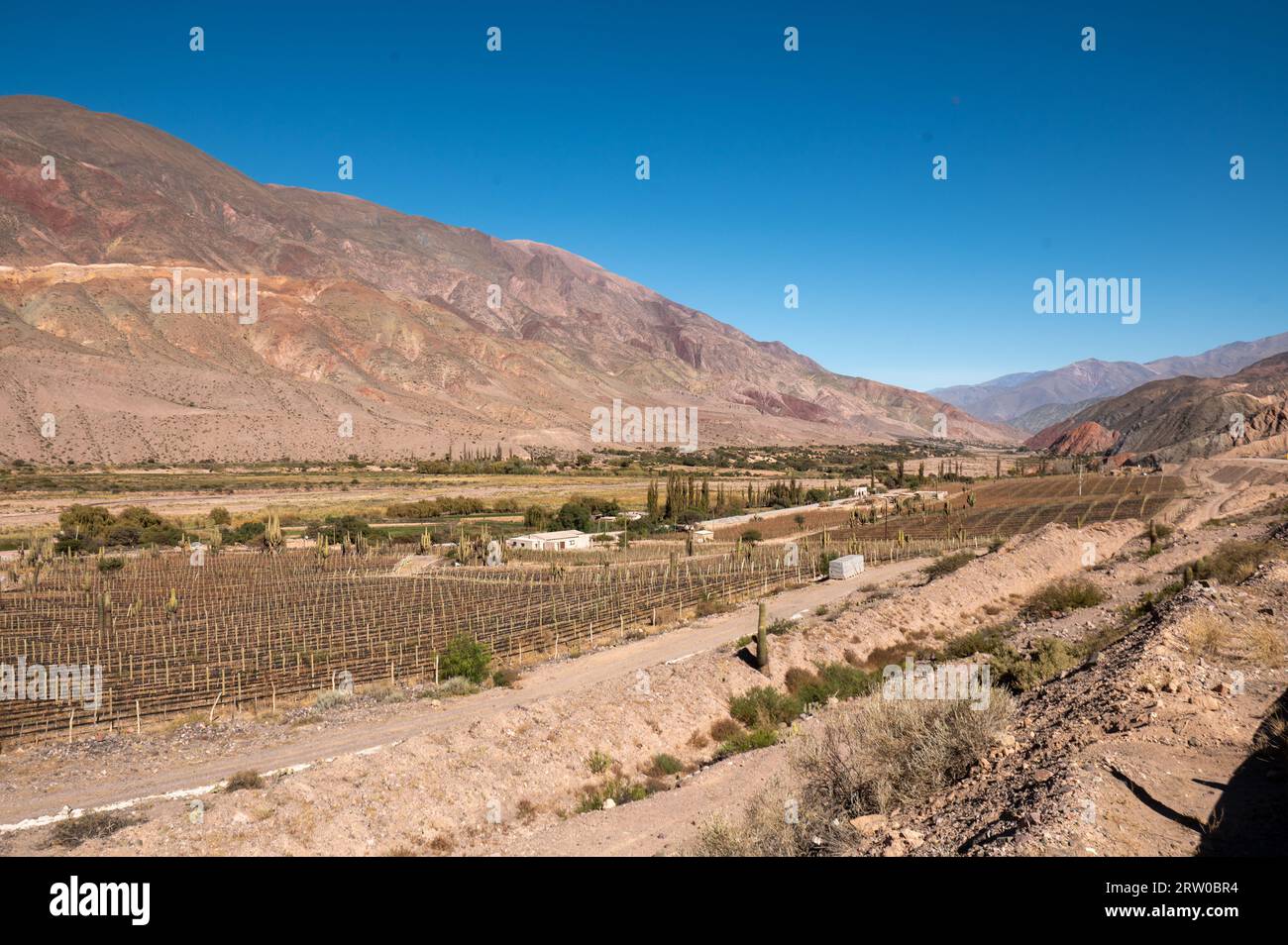 Caves à vin avec cactus dans les montagnes de Jujuy à l'automne 2023. Banque D'Images