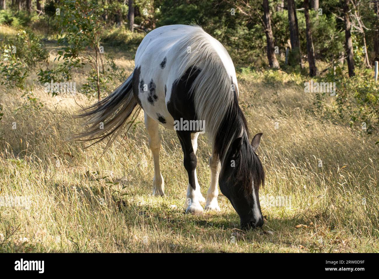Piebald noir et blanc de cheval bald balançant queue dans le champ herbeux Banque D'Images
