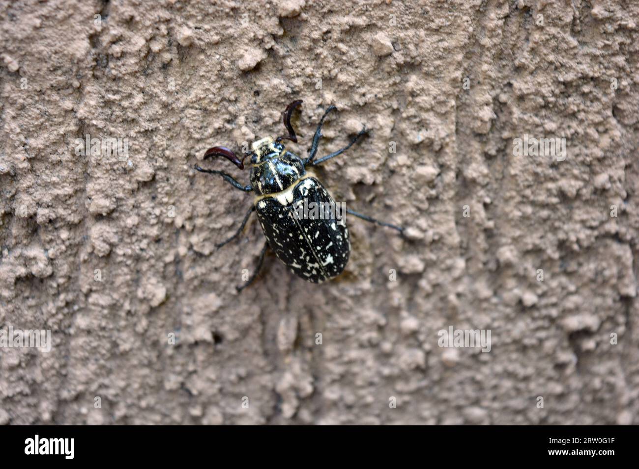 Nature, beaux coléoptères, insectes. Grand brun noir mai coléoptère sur fond texturé brun. Banque D'Images