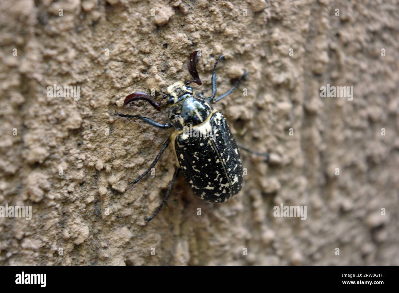 Nature, beaux coléoptères, insectes. Grand brun noir mai coléoptère sur fond texturé brun. Banque D'Images